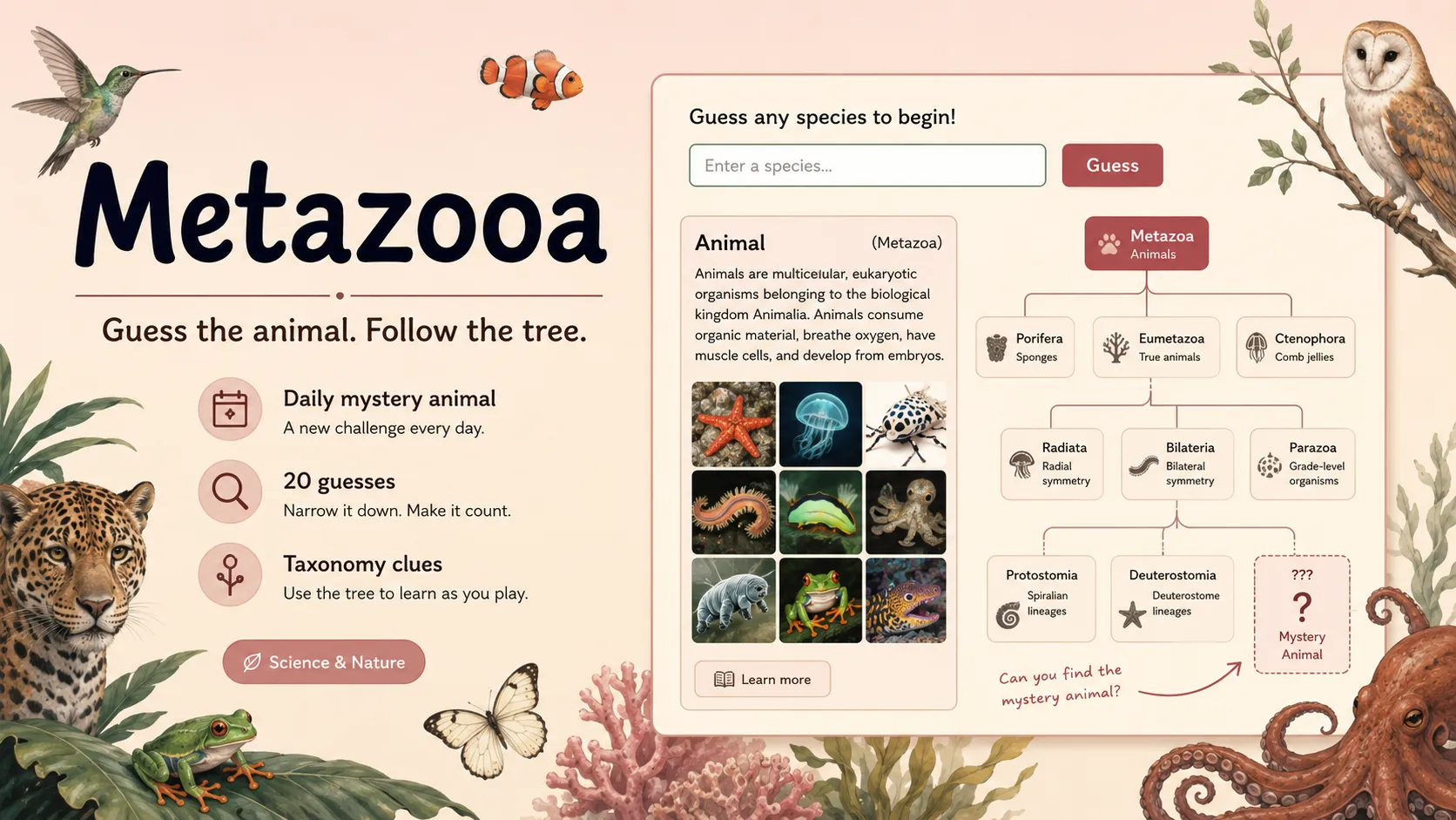 Metazooa